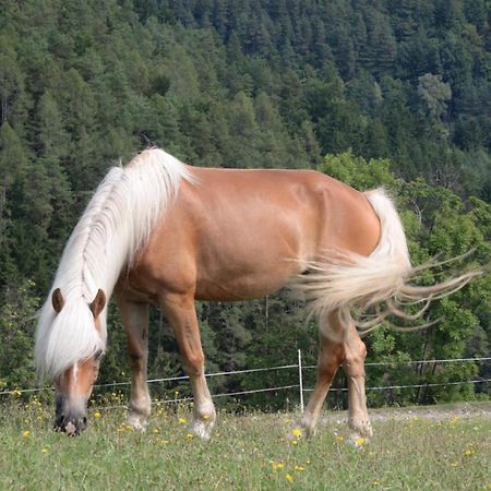 Bad Schönau Haflingerhof Luefヴィラ エクステリア 写真