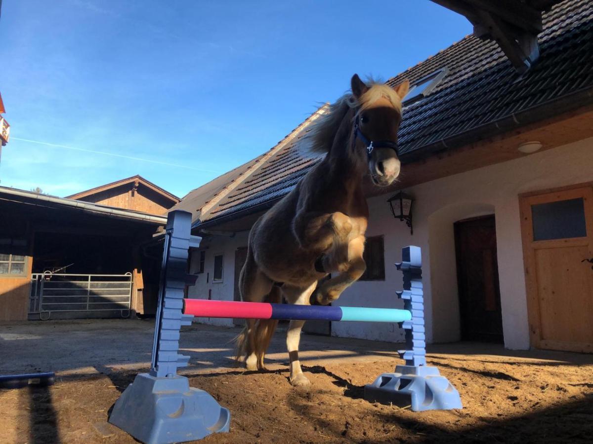 Bad Schönau Haflingerhof Luefヴィラ エクステリア 写真