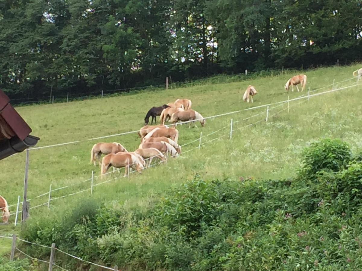 Bad Schönau Haflingerhof Luefヴィラ エクステリア 写真