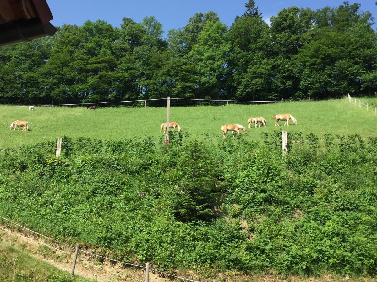 Bad Schönau Haflingerhof Luefヴィラ エクステリア 写真